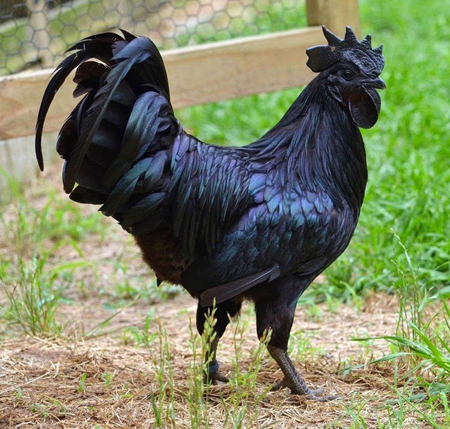 Những điều bất ngờ về gà mặt quỷ đột biến khiến cả thân hình đen như than - Ảnh 4.