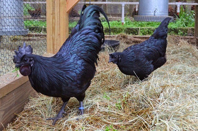 Những điều bất ngờ về gà mặt quỷ đột biến khiến cả thân hình đen như than - Ảnh 5.