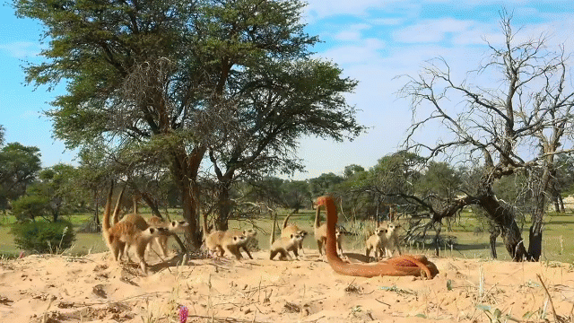 Video: Đàn cầy vằn hợp sức đánh đuổi robot hổ mang - Ảnh 2.