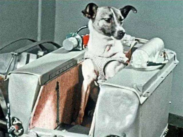 Góc tối của khoa học vũ trụ: Laika - chú chó duy nhất bị trôi dạt ngoài không gian - Ảnh 1.