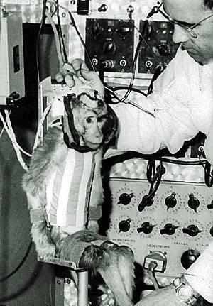 Góc tối của khoa học vũ trụ: Laika - chú chó duy nhất bị trôi dạt ngoài không gian - Ảnh 2.