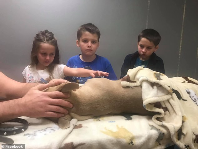 Chó pitbull hi sinh thân mình đỡ 4 nhát rắn độc cắn để bảo vệ các con của chủ nhân - Ảnh 5.