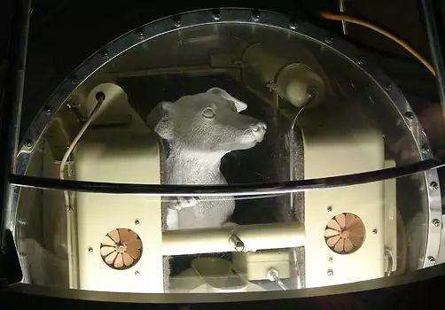Góc tối của khoa học vũ trụ: Laika - chú chó duy nhất bị trôi dạt ngoài không gian - Ảnh 8.