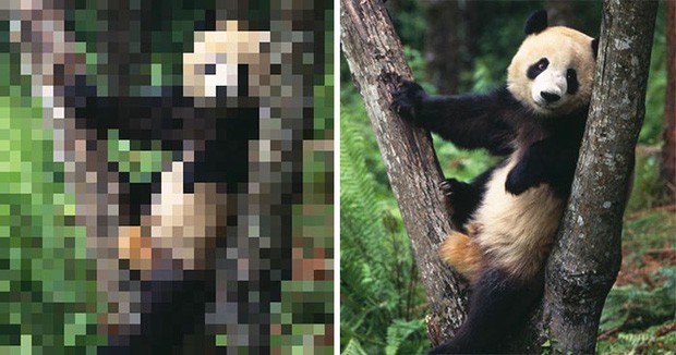 21 bức ảnh động vật hoang dã bị làm mờ: Tưởng ảnh hỏng nhưng lại mang thông điệp ý nghĩa phía sau khiến chúng ta phải bất ngờ - Ảnh 1.