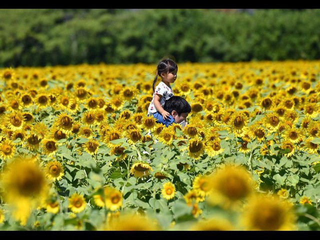 “Choáng váng” với cánh đồng hoa hướng dương triệu bông đẹp như bức tranh khổng lồ vào mùa thu ở Nhật Bản - Ảnh 2.