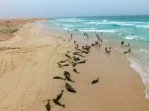 Cảnh tượng kinh hoàng: 136 cá heo bị mắc kẹt, chết thảm trên bờ biển Tây Phi - Ảnh 1.