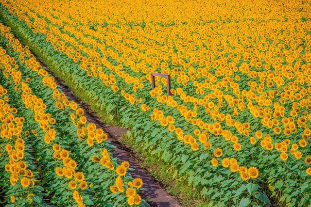 “Choáng váng” với cánh đồng hoa hướng dương triệu bông đẹp như bức tranh khổng lồ vào mùa thu ở Nhật Bản - Ảnh 13.