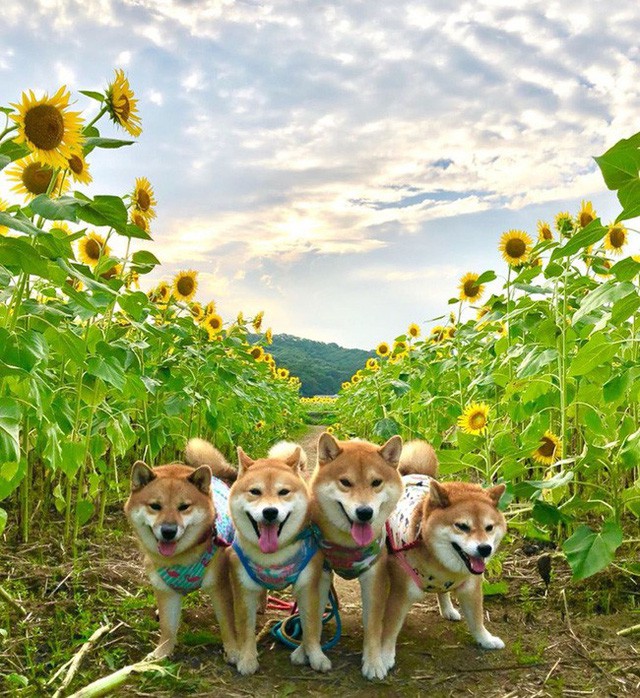 “Choáng váng” với cánh đồng hoa hướng dương triệu bông đẹp như bức tranh khổng lồ vào mùa thu ở Nhật Bản - Ảnh 14.