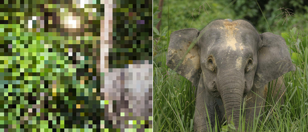 21 bức ảnh động vật hoang dã bị làm mờ: Tưởng ảnh hỏng nhưng lại mang thông điệp ý nghĩa phía sau khiến chúng ta phải bất ngờ - Ảnh 4.
