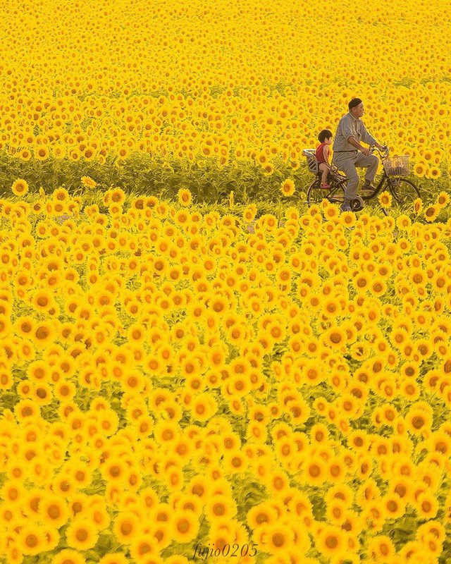 “Choáng váng” với cánh đồng hoa hướng dương triệu bông đẹp như bức tranh khổng lồ vào mùa thu ở Nhật Bản - Ảnh 4.