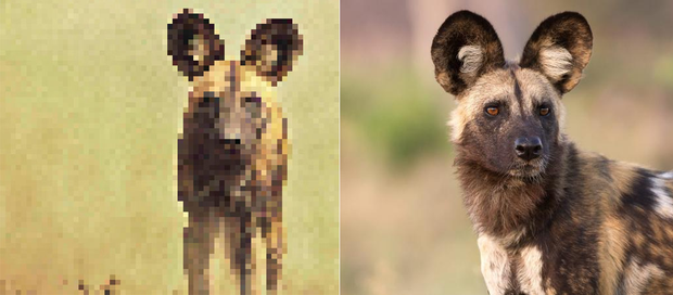 21 bức ảnh động vật hoang dã bị làm mờ: Tưởng ảnh hỏng nhưng lại mang thông điệp ý nghĩa phía sau khiến chúng ta phải bất ngờ - Ảnh 6.