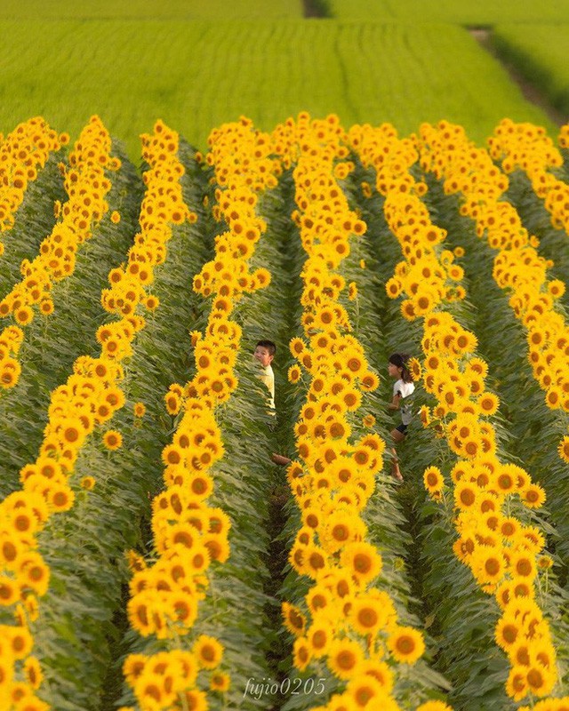 “Choáng váng” với cánh đồng hoa hướng dương triệu bông đẹp như bức tranh khổng lồ vào mùa thu ở Nhật Bản - Ảnh 7.