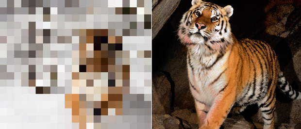 21 bức ảnh động vật hoang dã bị làm mờ: Tưởng ảnh hỏng nhưng lại mang thông điệp ý nghĩa phía sau khiến chúng ta phải bất ngờ - Ảnh 9.