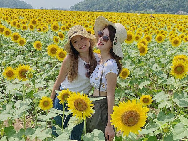 “Choáng váng” với cánh đồng hoa hướng dương triệu bông đẹp như bức tranh khổng lồ vào mùa thu ở Nhật Bản - Ảnh 9.
