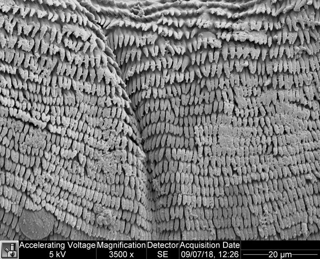 Vật lý trong thế giới động thực vật: Ấu trùng nhảy cao, tôm bọ ngựa đấm vỡ bể kính và cây phỉ Tàu nhổ hạt như đạn bắn - Ảnh 6. Vật lý trong thế giới động thực vật: Ấu trùng nhảy cao, tôm bọ ngựa đấm vỡ bể kính và cây phỉ Tàu nhổ hạt như đạn bắn - Ảnh 6.