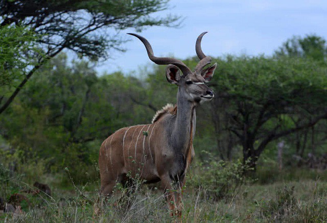 Top 10 loài động vật chỉ có thể tìm thấy ở Châu Phi - Ảnh 1.