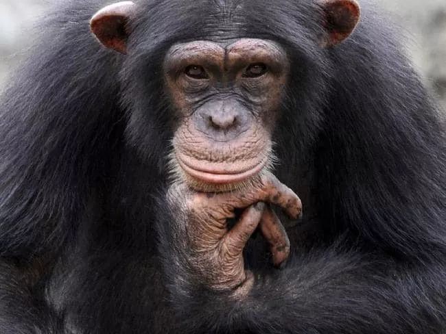 L&agrave;m thế n&agrave;o con người bị l&acirc;y nhiễm HIV/AIDS từ tinh tinh v&agrave; l&acirc;y lan to&agrave;n cầu? - Ảnh 3.