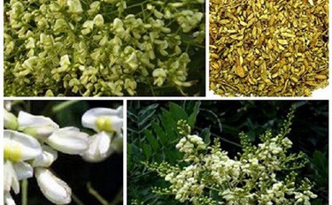 Nếu thấy hoa này, hái ngay vào nấu 3 món ăn vừa nhanh, lại tốt cho mạch máu, hệ tiêu hóa, giúp ngủ ngon - Ảnh 20.