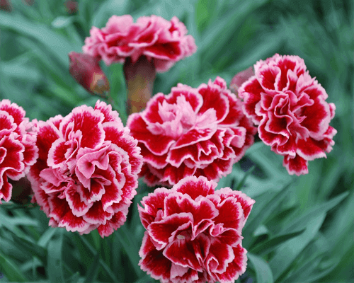 Vừa dễ cắm lại vừa đẹp, hoa cẩm chướng chính là loại hoa không thể thiếu trong ngày Tết - Ảnh 2.