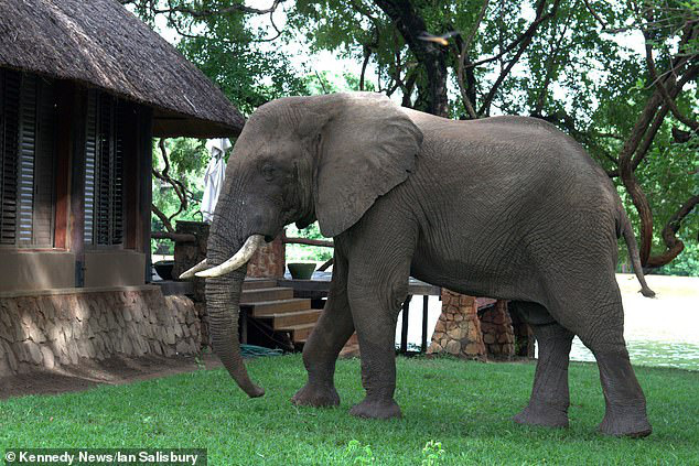 Con voi to lớn bất chấp tuổi trung niên vẫn quyết định vượt rào công viên để... trộm xoài nhưng đáng tiếc đã hết mùa - Ảnh 1.