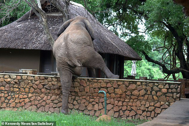 Con voi to lớn bất chấp tuổi trung niên vẫn quyết định vượt rào công viên để... trộm xoài nhưng đáng tiếc đã hết mùa - Ảnh 2.
