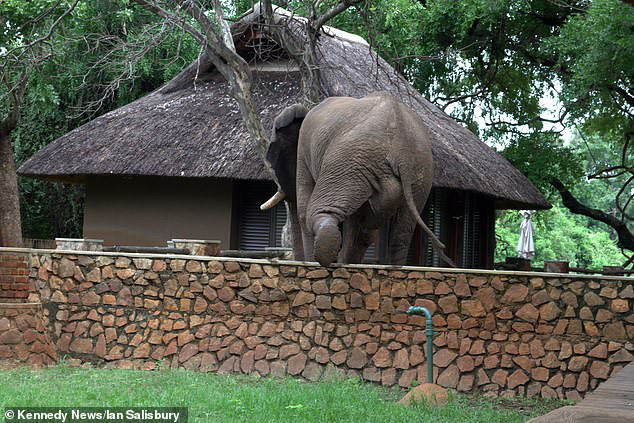 Con voi to lớn bất chấp tuổi trung niên vẫn quyết định vượt rào công viên để... trộm xoài nhưng đáng tiếc đã hết mùa - Ảnh 3.