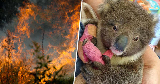 Choáng váng: WWF dự đoán hơn MỘT TỈ sinh vật có thể đã chết vì vụ cháy rừng đại thảm họa của Úc, và đó chưa phải con số cuối cùng - Ảnh 2.