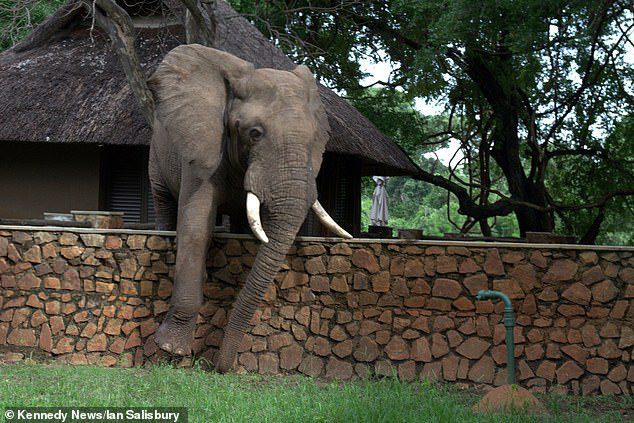 Con voi to lớn bất chấp tuổi trung niên vẫn quyết định vượt rào công viên để... trộm xoài nhưng đáng tiếc đã hết mùa - Ảnh 4.