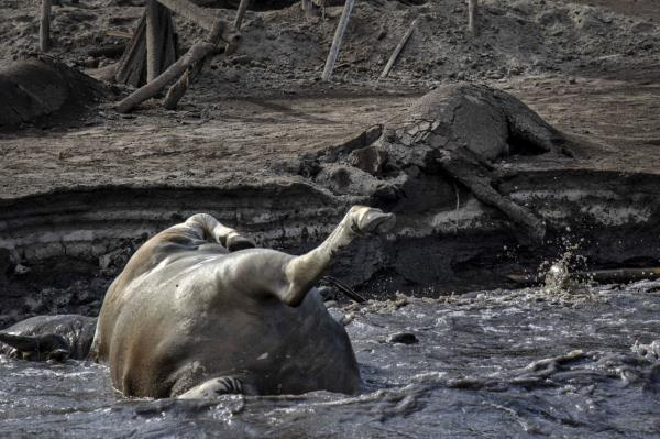 Núi lửa Philippines phun trào: Làng mạc, gia súc bị chôn vùi như ‘ngày tận thế’ - Ảnh 3.