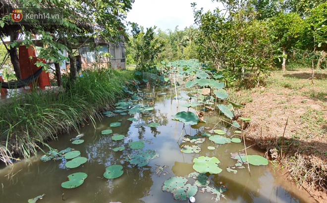 Kỳ lạ đàn cá tai tượng biết... nhõng nhẽo, ăn cơm trắng phải đút bằng muỗng của chàng trai 9X ở miền Tây - Ảnh 8.