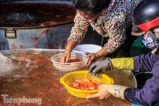 Chợ cá lớn nhất Hà Nội tất bật trước ngày ông Công ông Táo - Ảnh 1.