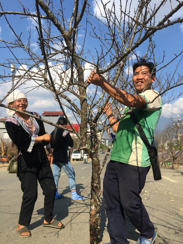 Lên Lai Châu săn đào rừng, bán liền tay lãi ngay trăm triệu - Ảnh 7.