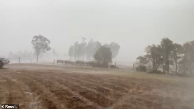 Biểu cảm vui sướng tột độ của bác nông dân khi đón nhận trận mưa quý giá, giúp tưới mát và dập tắt cháy rừng ở Úc - Ảnh 2.