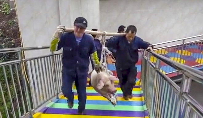 Đem trói lợn sống vào dây nhảy bungee để mua vui, công viên giải trí nhận cả tấn gạch đá từ cộng đồng mạng - Ảnh 2.
