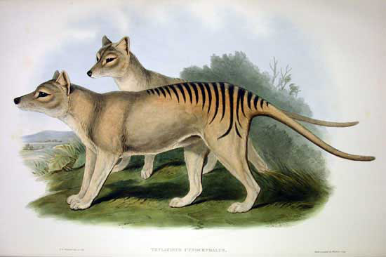 Cứ ngỡ đã tuyệt chủng từ những năm 1930, nhưng có lẽ hổ Tasmania vẫn còn tồn tại đâu đó ngoài kia - Ảnh 1.