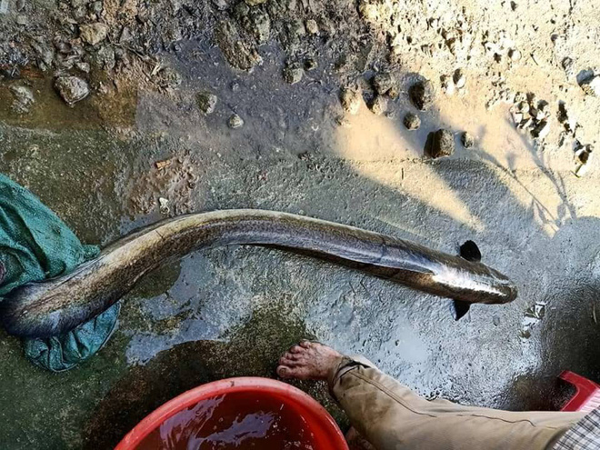 Nông dân bắt được cá chình “khủng” dài 1,5 mét khi đi thăm ruộng ngày cuối năm - Ảnh 1.