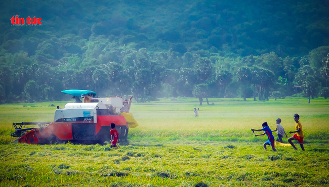 Săn chuột đồng ở vùng Bảy Núi An Giang - Ảnh 2.