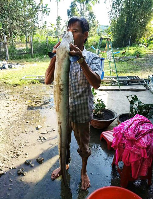 Nông dân bắt được cá chình “khủng” dài 1,5 mét khi đi thăm ruộng ngày cuối năm - Ảnh 3.