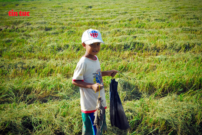 Săn chuột đồng ở vùng Bảy Núi An Giang - Ảnh 3.