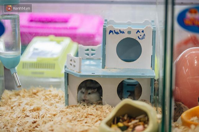 Năm Canh Tý, người trẻ tìm mua chuột hamster để giảm stress và cầu chúc may mắn  - Ảnh 8.