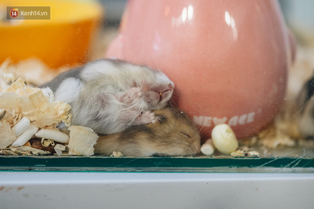 Năm Canh Tý, người trẻ tìm mua chuột hamster để giảm stress và cầu chúc may mắn  - Ảnh 9.