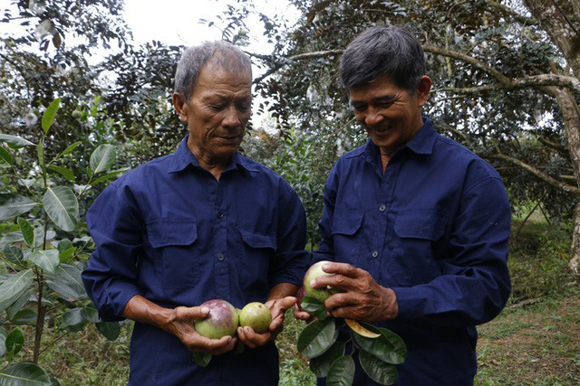 Phát thèm với vú sữa đạt chuẩn VietGAP mùa Tết ở Cần Thơ - Ảnh 2.