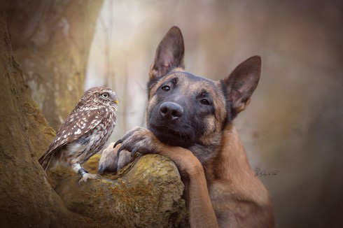 Tình bạn lạ kỳ giữa chó và cú khiến con người phải ghen tị - Ảnh 10.