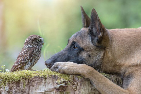 Tình bạn lạ kỳ giữa chó và cú khiến con người phải ghen tị - Ảnh 5.