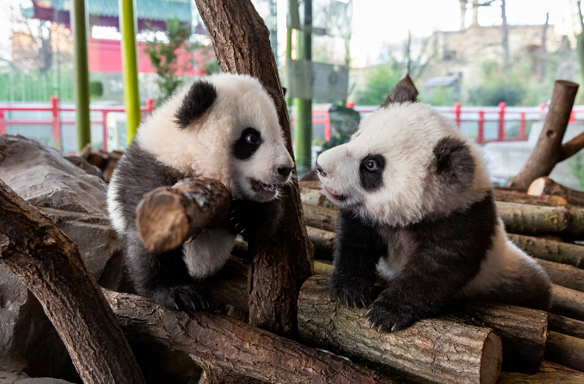 Zoo немецкий. Берлинский зоопарк. Берлинский зоопарк Панда. Берлинский зоопарк животные.