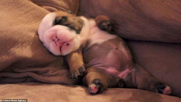 Hết Tết rồi! Dậy đi làm thôi!: Loạt ảnh động vật ngủ nướng cute hết mức khiến ai cũng phải phì cười vì như nhìn thấy chính mình - Ảnh 12.