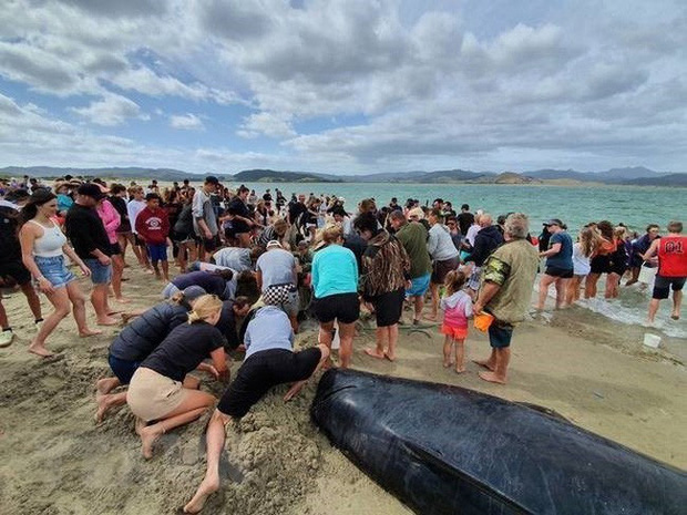 Hơn 1.000 người tham gia giải cứu đàn cá voi mắc cạn trên bờ biển New Zealand - Ảnh 1.