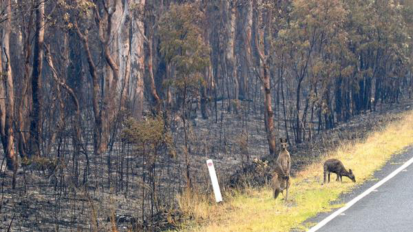 Ảnh: Đau đớn ‘cái chết câm lặng’ của hàng trăm triệu động vật trong cháy rừng Australia - Ảnh 2.
