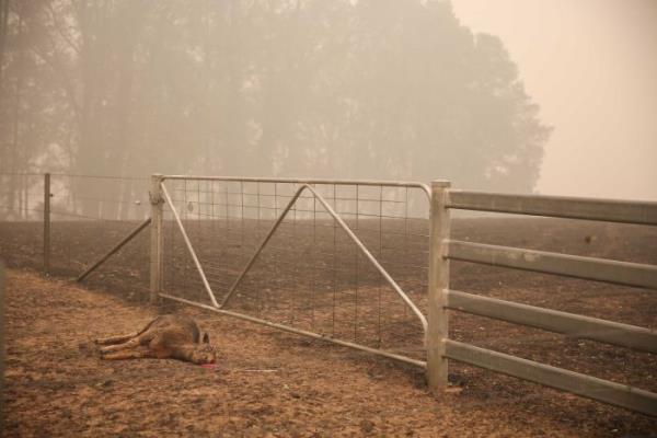 Ảnh: Đau đớn ‘cái chết câm lặng’ của hàng trăm triệu động vật trong cháy rừng Australia - Ảnh 11.