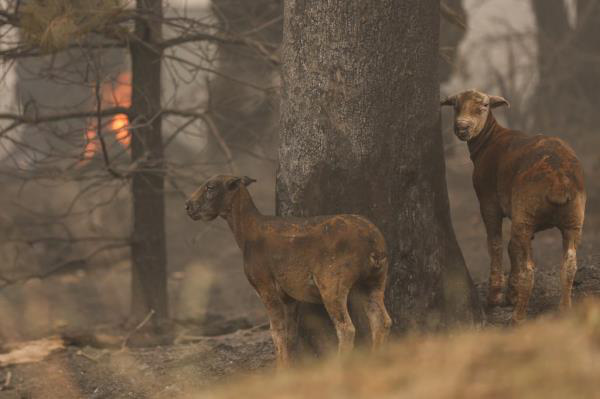 Ảnh: Đau đớn ‘cái chết câm lặng’ của hàng trăm triệu động vật trong cháy rừng Australia - Ảnh 14.